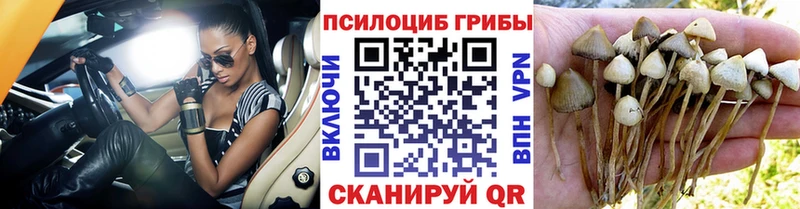 Псилоцибиновые грибы прущие грибы Сибай